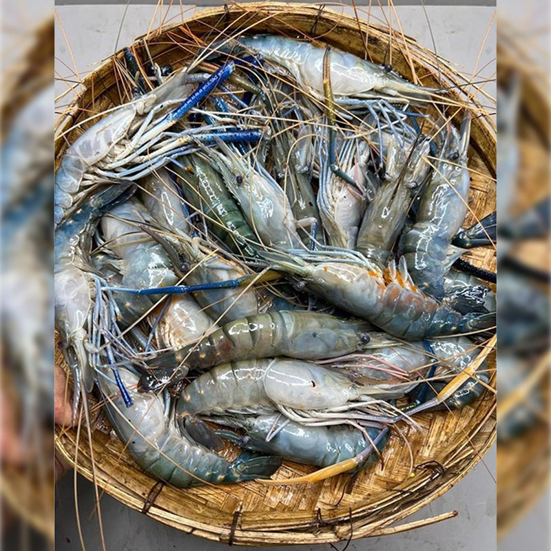 Golda Chingri (Large size 8-10 in A kg)