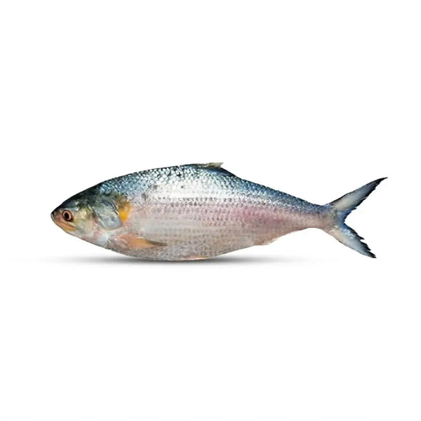 Send Premium Hilsa (Ilish) Fish