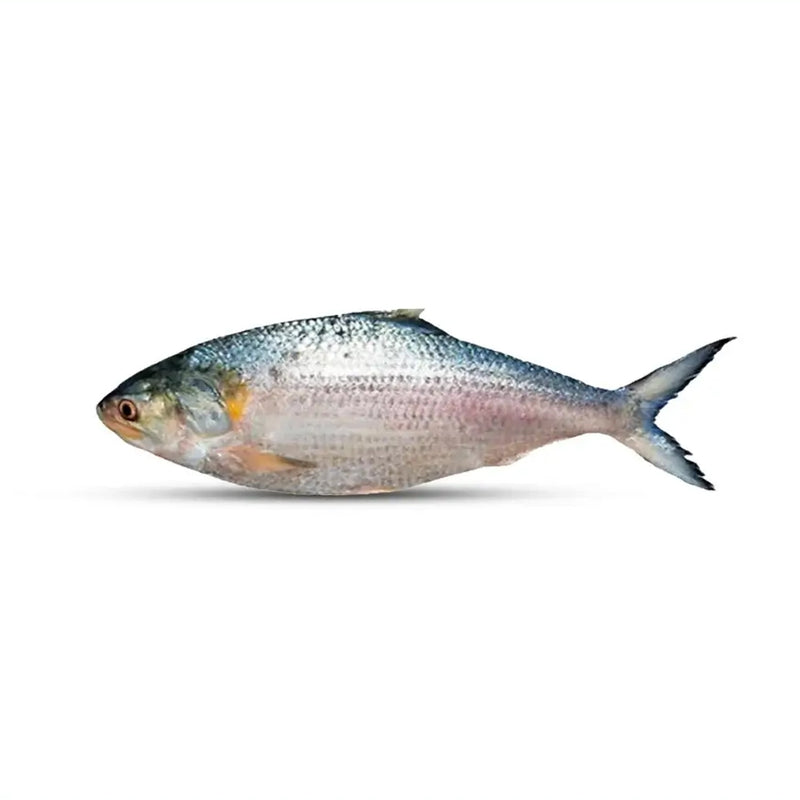 Send Premium Hilsa (Ilish) Fish